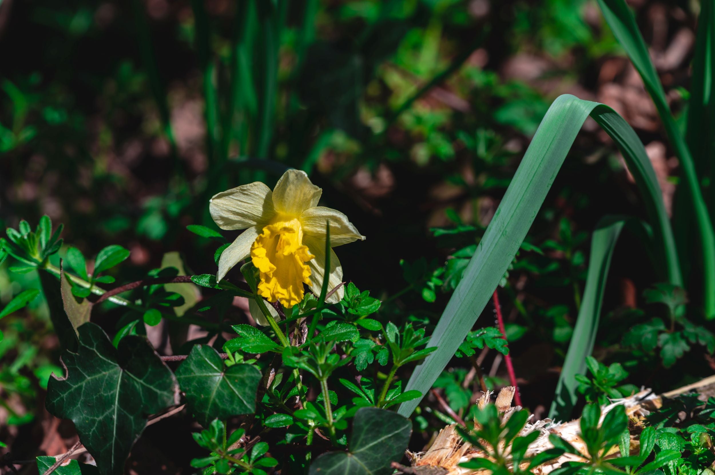 Daffodils and Gardening